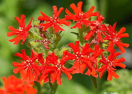 Attēlu rezultāti vaicājumam “Silene chalcedonica”