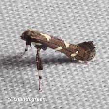 Attēlu rezultāti vaicājumam “Calybites phasianipennella”