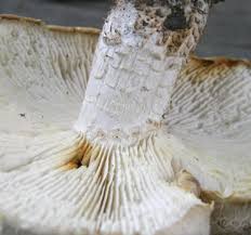 Attēlu rezultāti vaicājumam “Lentinus lepideus”