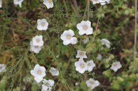 Image result for Nierembergia