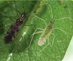 Attēlu rezultāti vaicājumam “Dicyphus nymph”