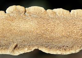 Attēlu rezultāti vaicājumam “Irpex lacteus”