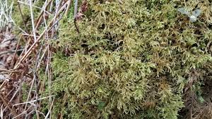 Attēlu rezultāti vaicājumam “Platydictya jungermannioides”