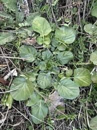 Attēlu rezultāti vaicājumam “Barbarea vulgaris subsp. arcuata fruit”