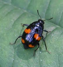 Attēlu rezultāti vaicājumam “Scaphidium quadrimaculatum”