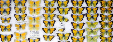 Attēlu rezultāti vaicājumam “Lepidoptera”