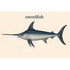 Image result for Xiphias gladius