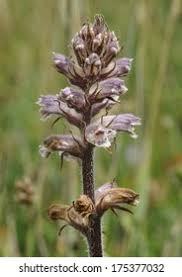 Attēlu rezultāti vaicājumam “Orobanche coerulescens bud”