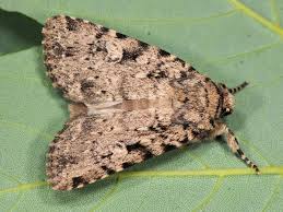 Attēlu rezultāti vaicājumam “Amphipyra livida”