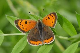 Attēlu rezultāti vaicājumam “Lepidoptera”