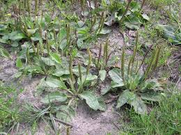Attēlu rezultāti vaicājumam “Plantago major subsp. intermedia”