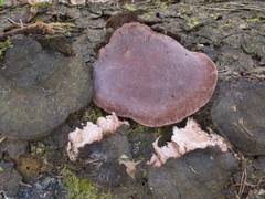 Attēlu rezultāti vaicājumam “Flaviporus citrinellus”