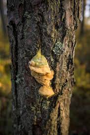 Attēlu rezultāti vaicājumam “Diplomitoporus flavescens”