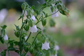 Image result for Campanula affinis