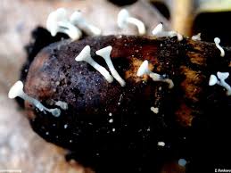 Attēlu rezultāti vaicājumam “Hymenoscyphus fructigenus”