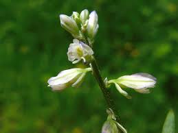 Attēlu rezultāti vaicājumam “Polygala amarella flower”