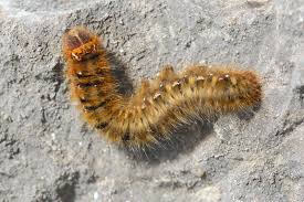 Attēlu rezultāti vaicājumam “Lasiocampa quercus larva”