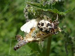 Attēlu rezultāti vaicājumam “Larinioides cornutus female”