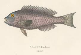 Image result for Sparisoma frondosum