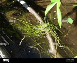 Attēlu rezultāti vaicājumam “Stuckenia pectinata”