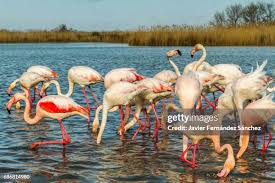 Image result for parque natural de camargue