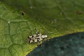 Attēlu rezultāti vaicājumam “Phytocoris tiliae”