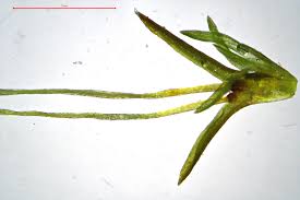 Attēlu rezultāti vaicājumam “Gymnostomum aeruginosum”