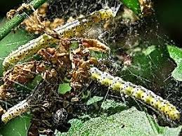 Attēlu rezultāti vaicājumam “Yponomeuta malinellus / cagnagella imago”