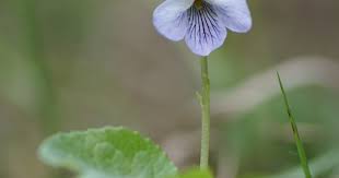 Attēlu rezultāti vaicājumam “Viola epipsila”