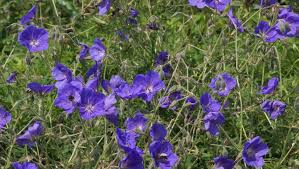 Image result for Storchschnäbel