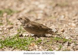 Image result for Passer domesticus
