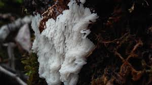 Attēlu rezultāti vaicājumam “Craterium aureonucleatum”