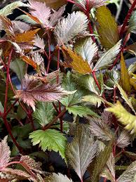 Attēlu rezultāti vaicājumam “Astilbe chinensis leaf”
