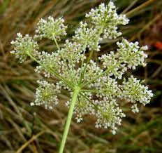 Image result for Pimpinella saxifraga