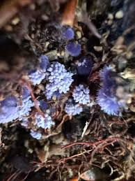 Attēlu rezultāti vaicājumam “Enerthenema papillatum stalked”