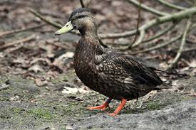 Image result for Anas rubripes