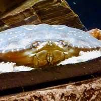 Image result for Metacarcinus magister