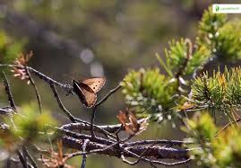 Attēlu rezultāti vaicājumam “Oeneis jutta underside”
