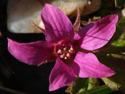 Attēlu rezultāti vaicājumam “Rubus arcticus flower”
