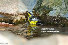 Image result for Dendroica magnolia