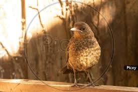 Attēlu rezultāti vaicājumam “Turdus merula juvenile”