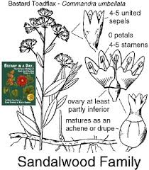 Attēlu rezultāti vaicājumam “Santalaceae”