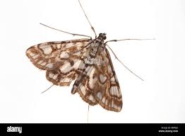 Attēlu rezultāti vaicājumam “Elophila nymphaeata”