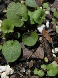 Attēlu rezultāti vaicājumam “Campanula rotundifolia leaf”
