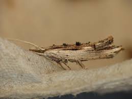 Attēlu rezultāti vaicājumam “Ypsolopha scabrella”