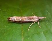 Attēlu rezultāti vaicājumam “Platytes alpinella”