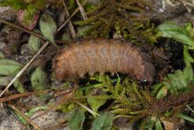 Attēlu rezultāti vaicājumam “Charanyca trigrammica”