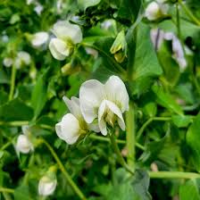 Attēlu rezultāti vaicājumam “Pisum sativum flower”
