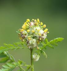 Attēlu rezultāti vaicājumam “Rorippa palustris fruit”