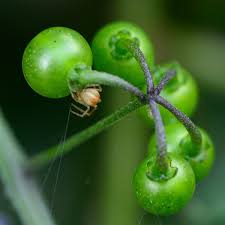 Attēlu rezultāti vaicājumam “Trichia ambigua stalked”